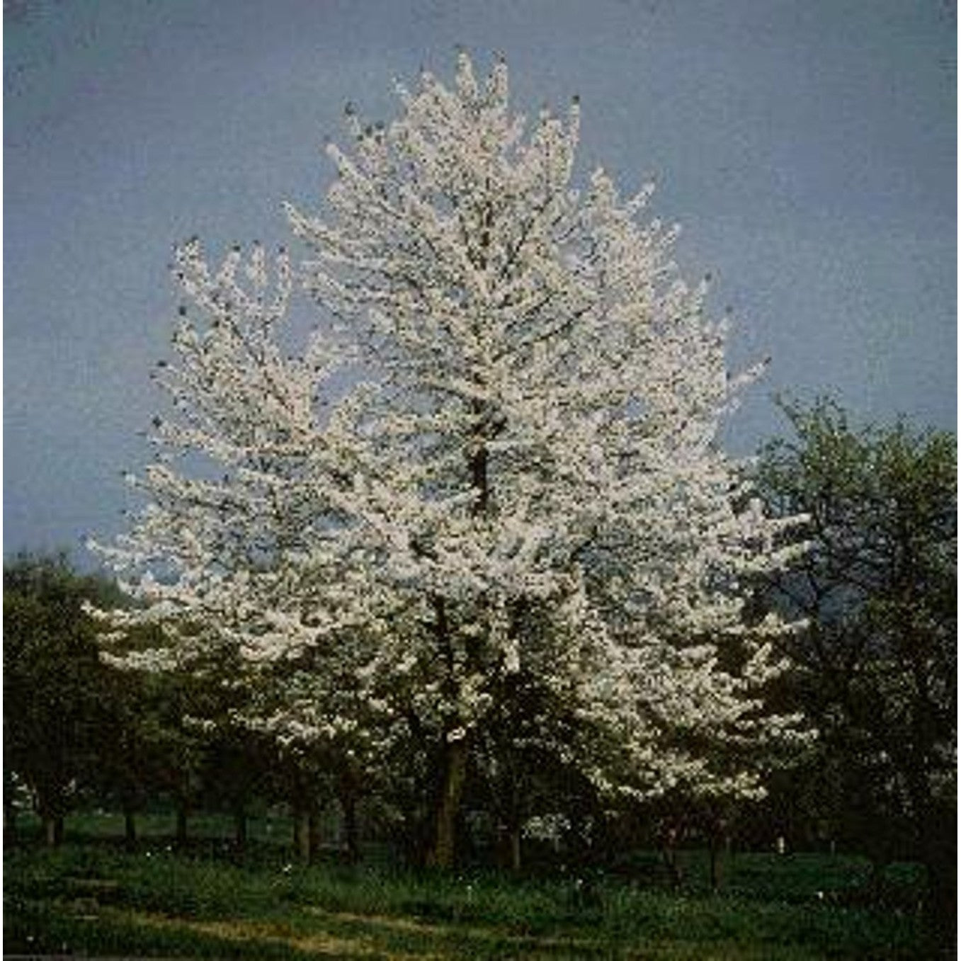 Körsbär – Prunus avium - 14/16 in Cont HO/ST